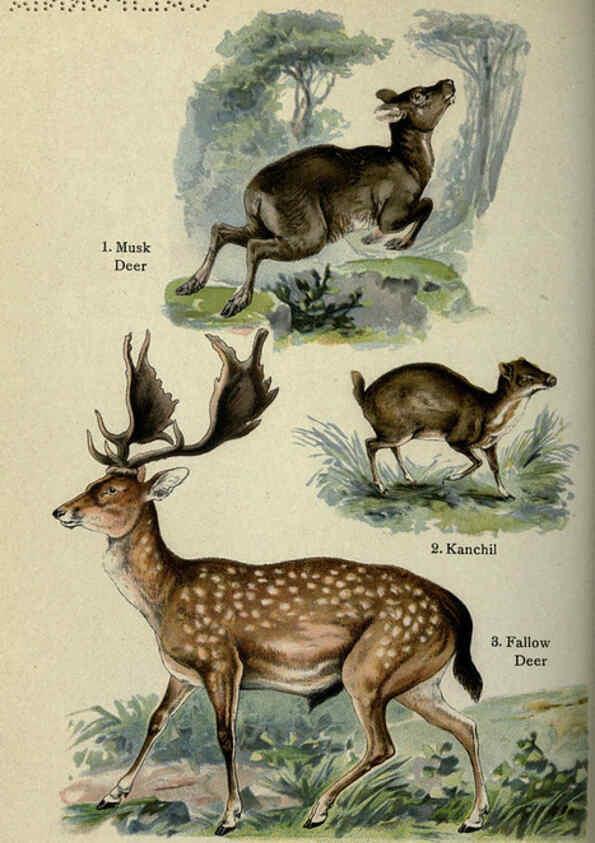 Reproducción/Reproduction 5985367144: The handy natural history Boston,R.G. Badger, The Gorham press,1910