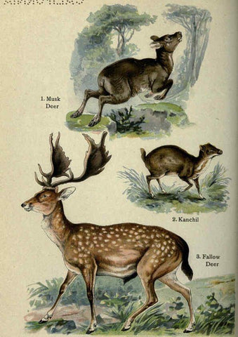 Reproducción/Reproduction 5985367144: The handy natural history Boston,R.G. Badger, The Gorham press,1910