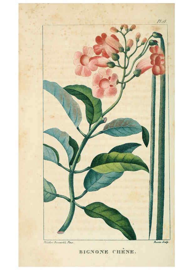 Reproducción/Reproduction 6004847035: Flore pittoresque et médicale des Antilles v.1 Paris Pichard,1821-1829