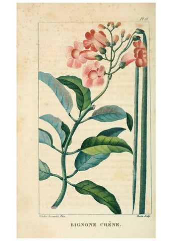 Reproducción/Reproduction 6004847035: Flore pittoresque et médicale des Antilles v.1 Paris Pichard,1821-1829