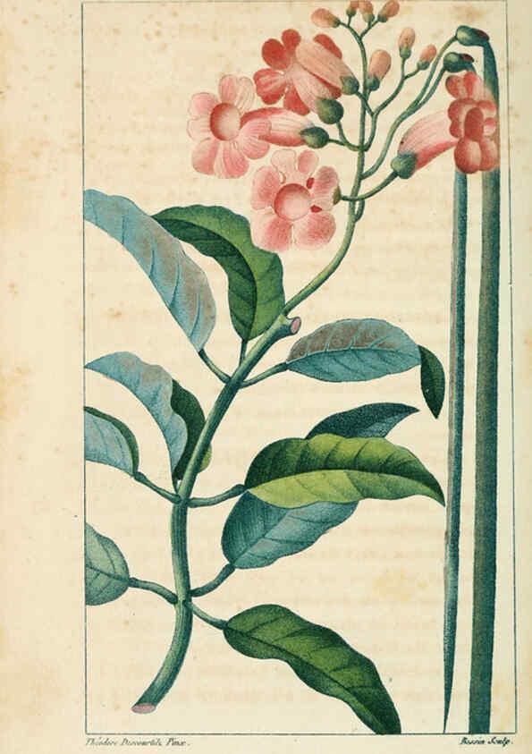 Reproducción/Reproduction 6004847035: Flore pittoresque et médicale des Antilles v.1 Paris Pichard,1821-1829