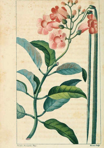 Reproducción/Reproduction 6004847035: Flore pittoresque et médicale des Antilles v.1 Paris Pichard,1821-1829