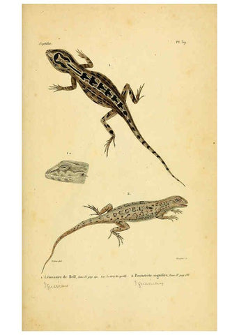 Reproducción/Reproduction 5982405676: Erpétologie générale, ou, Histoire naturelle complète des reptiles Paris :Roret,1834-1854