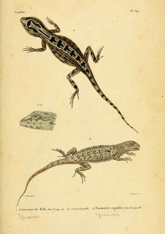 Reproducción/Reproduction 5982405676: Erpétologie générale, ou, Histoire naturelle complète des reptiles Paris :Roret,1834-1854