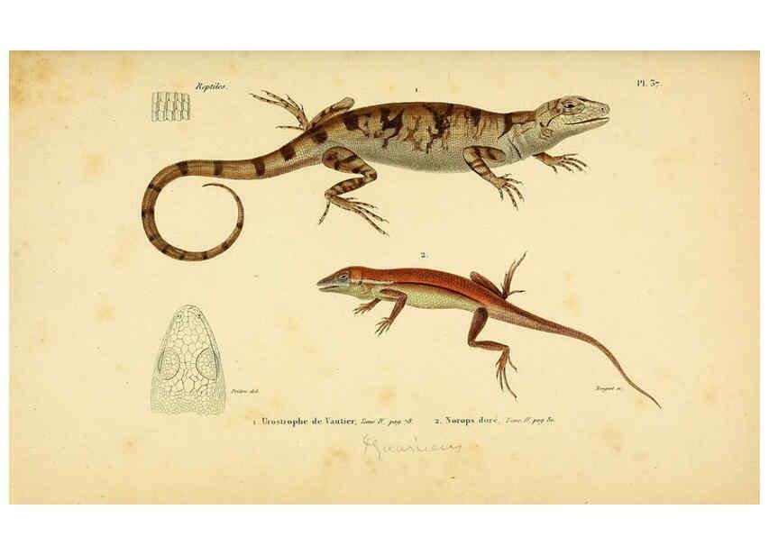 Reproducción/Reproduction 5981844085: Erpétologie générale, ou, Histoire naturelle complète des reptiles Paris :Roret,1834-1854
