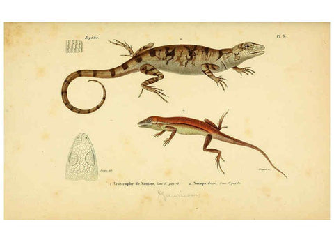 Reproducción/Reproduction 5981844085: Erpétologie générale, ou, Histoire naturelle complète des reptiles Paris :Roret,1834-1854