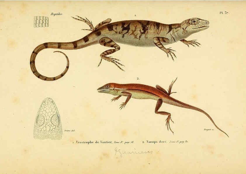 Reproducción/Reproduction 5981844085: Erpétologie générale, ou, Histoire naturelle complète des reptiles Paris :Roret,1834-1854