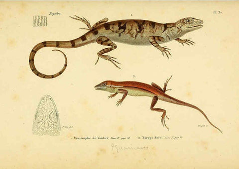 Reproducción/Reproduction 5981844085: Erpétologie générale, ou, Histoire naturelle complète des reptiles Paris :Roret,1834-1854