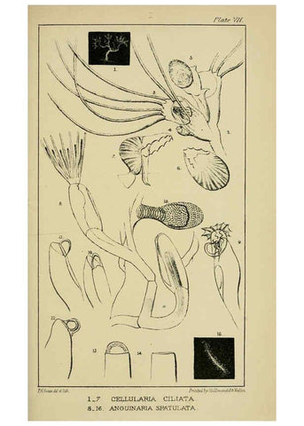 Reproducción/Reproduction 5980716571: A naturalist's rambles on the Devonshire coast London :John Van Voorst,1853