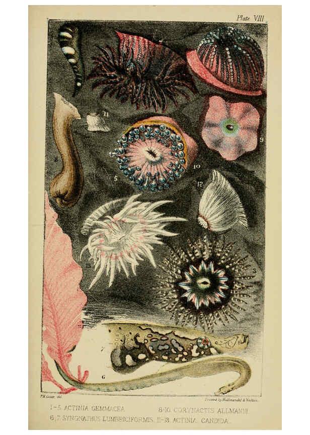 Reproducción/Reproduction 5980716789: A naturalist's rambles on the Devonshire coast London :John Van Voorst,1853