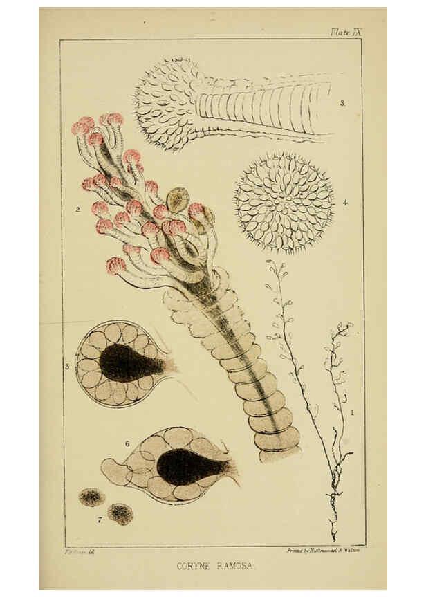 Reproducción/Reproduction 5981275358: A naturalist's rambles on the Devonshire coast London :John Van Voorst,1853