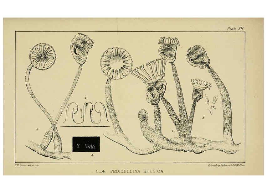 Reproducción/Reproduction 5981275722: A naturalist's rambles on the Devonshire coast London :John Van Voorst,1853