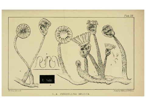 Reproducción/Reproduction 5981275722: A naturalist's rambles on the Devonshire coast London :John Van Voorst,1853