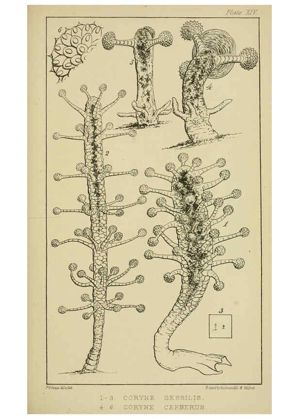 Reproducción/Reproduction 5980717579: A naturalist's rambles on the Devonshire coast London :John Van Voorst,1853