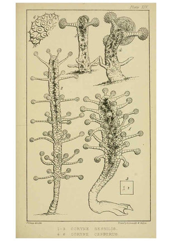 Reproducción/Reproduction 5980717579: A naturalist's rambles on the Devonshire coast London :John Van Voorst,1853