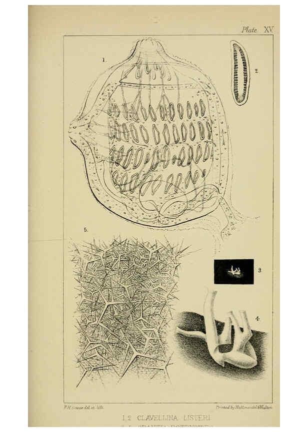 Reproducción/Reproduction 5980717721: A naturalist's rambles on the Devonshire coast London :John Van Voorst,1853