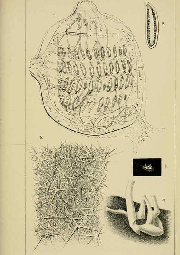 Reproducción/Reproduction 5980717721: A naturalist's rambles on the Devonshire coast London :John Van Voorst,1853