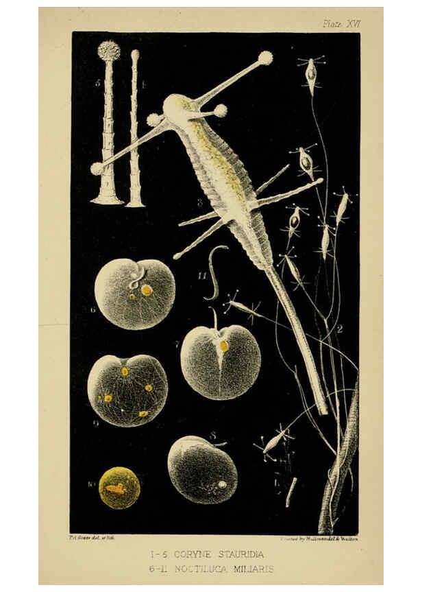 Reproducción/Reproduction 5981276338: A naturalist's rambles on the Devonshire coast London :John Van Voorst,1853