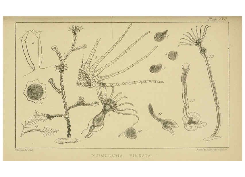 Reproducción/Reproduction 5981276566: A naturalist's rambles on the Devonshire coast London :John Van Voorst,1853