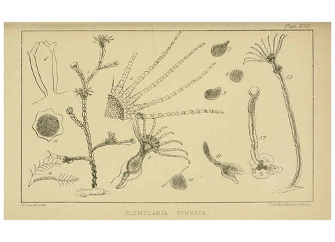 Reproducción/Reproduction 5981276566: A naturalist's rambles on the Devonshire coast London :John Van Voorst,1853