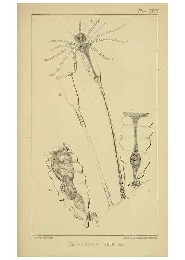 Reproducción/Reproduction 5980718199: A naturalist's rambles on the Devonshire coast London :John Van Voorst,1853