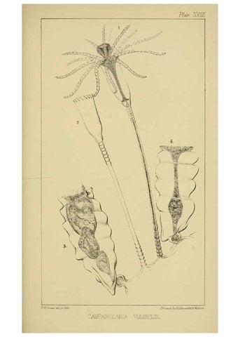 Reproducción/Reproduction 5980718199: A naturalist's rambles on the Devonshire coast London :John Van Voorst,1853