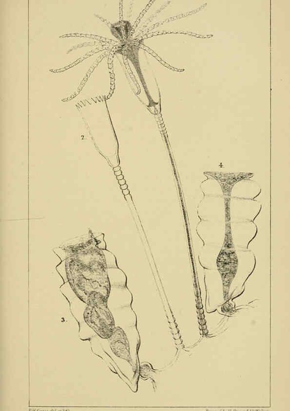 Reproducción/Reproduction 5980718199: A naturalist's rambles on the Devonshire coast London :John Van Voorst,1853