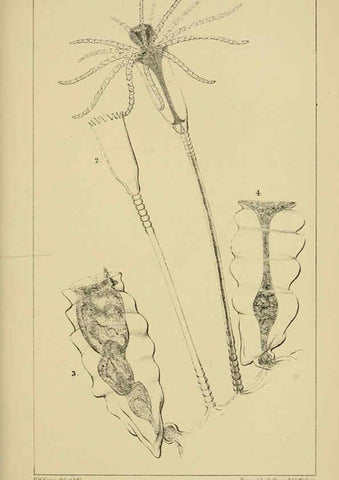 Reproducción/Reproduction 5980718199: A naturalist's rambles on the Devonshire coast London :John Van Voorst,1853