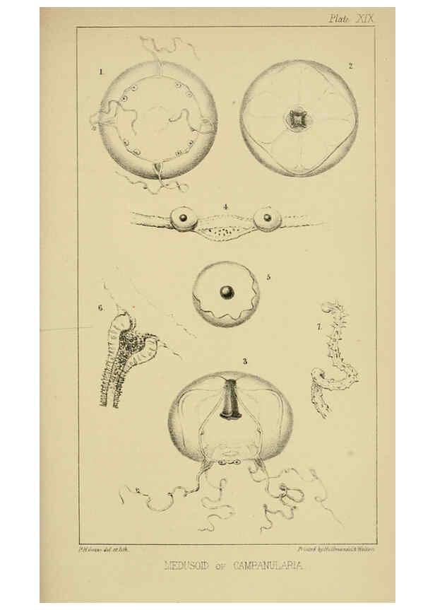 Reproducción/Reproduction 5980718351: A naturalist's rambles on the Devonshire coast London :John Van Voorst,1853