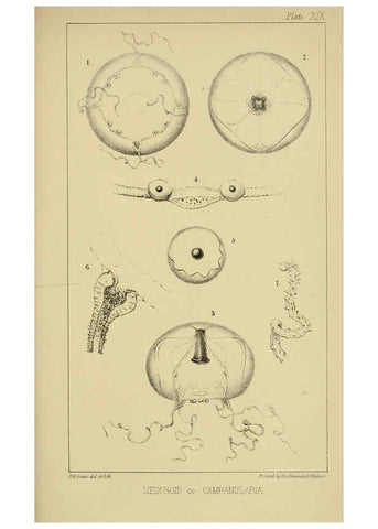 Reproducción/Reproduction 5980718351: A naturalist's rambles on the Devonshire coast London :John Van Voorst,1853