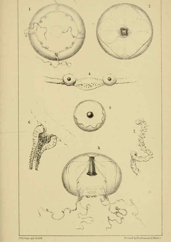 Reproducción/Reproduction 5980718351: A naturalist's rambles on the Devonshire coast London :John Van Voorst,1853