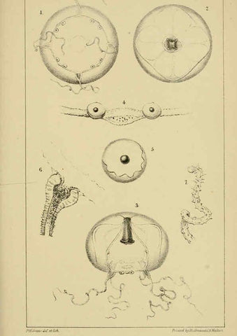 Reproducción/Reproduction 5980718351: A naturalist's rambles on the Devonshire coast London :John Van Voorst,1853