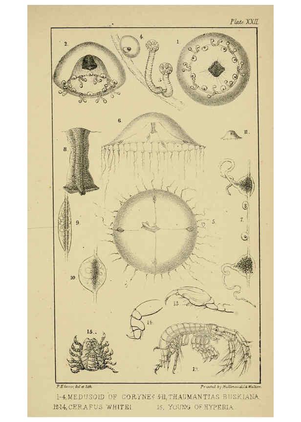 Reproducción/Reproduction 5981277164: A naturalist's rambles on the Devonshire coast London :John Van Voorst,1853