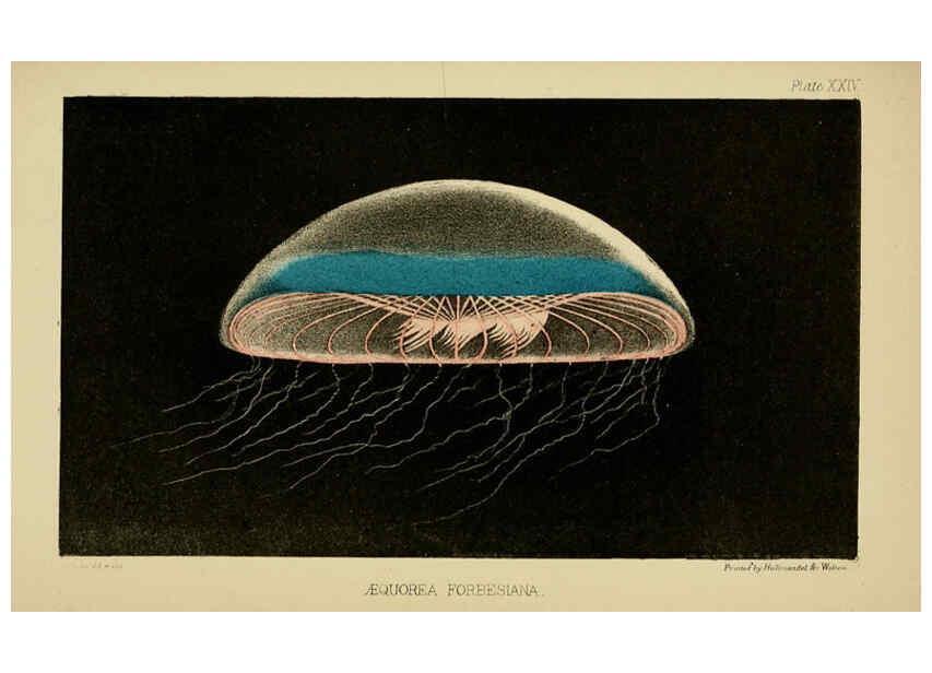 Reproducción/Reproduction 5981277480: A naturalist's rambles on the Devonshire coast London :John Van Voorst,1853