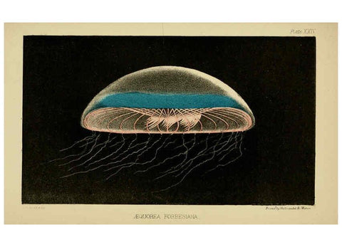 Reproducción/Reproduction 5981277480: A naturalist's rambles on the Devonshire coast London :John Van Voorst,1853