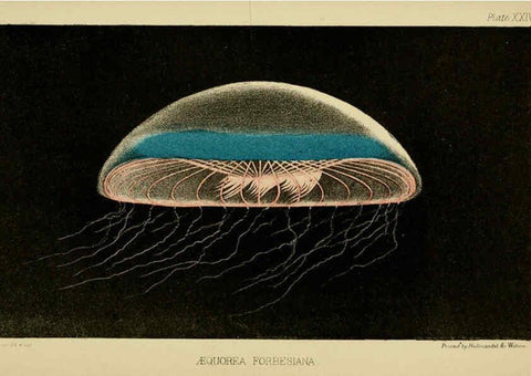 Reproducción/Reproduction 5981277480: A naturalist's rambles on the Devonshire coast London :John Van Voorst,1853