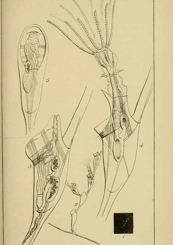 Reproducción/Reproduction 5980713469: A naturalist's rambles on the Devonshire coast London :John Van Voorst,1853