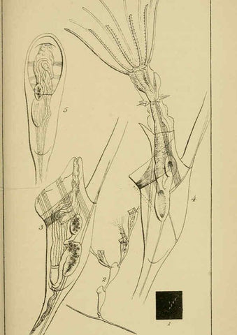 Reproducción/Reproduction 5980713469: A naturalist's rambles on the Devonshire coast London :John Van Voorst,1853