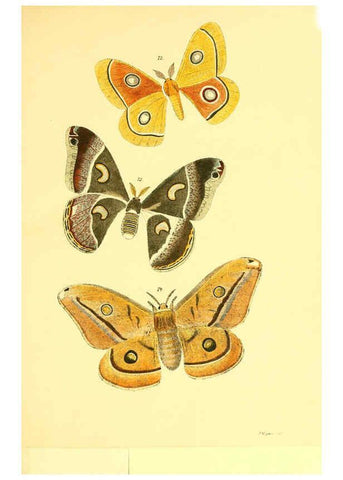 Reproducción/Reproduction 5981252008: Beiträge zur Schmetterlingskunde Elberfeld :[s.n.],1872