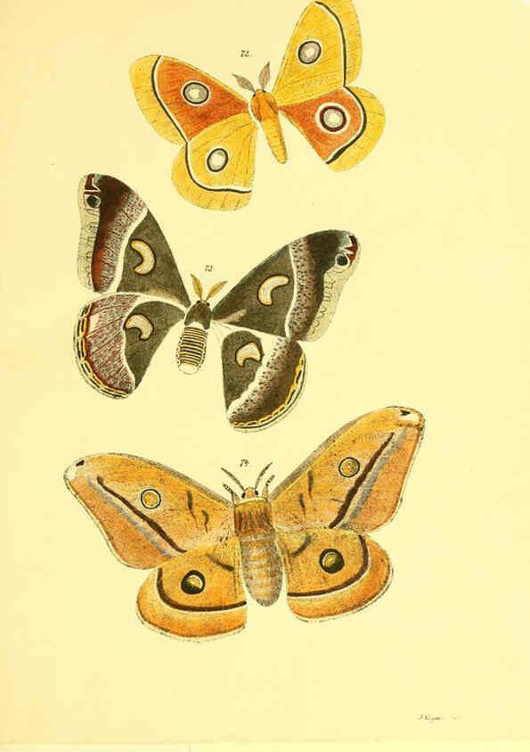 Reproducción/Reproduction 5981252008: Beiträge zur Schmetterlingskunde Elberfeld :[s.n.],1872