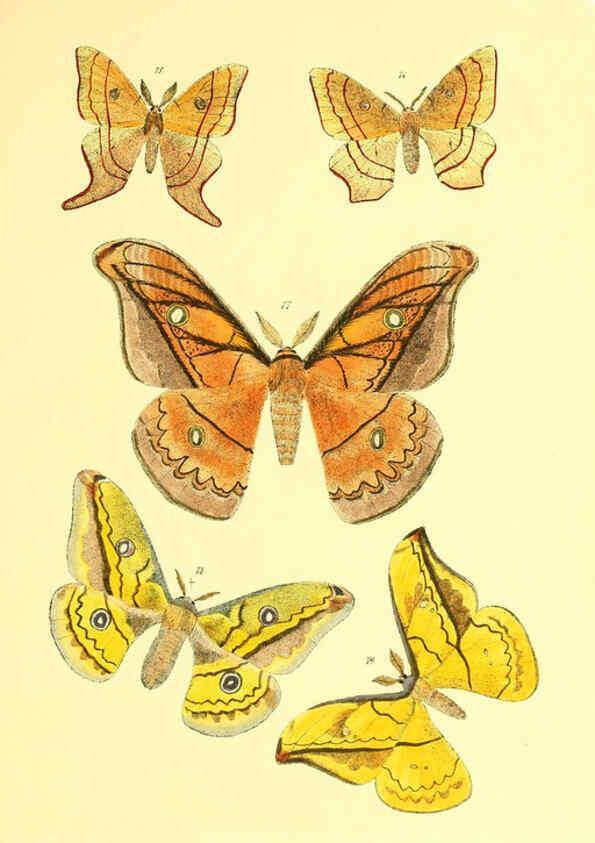 Reproducción/Reproduction 5981252162: Beiträge zur Schmetterlingskunde Elberfeld :[s.n.],1872