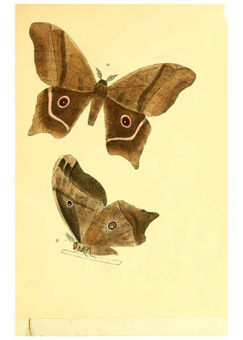 Reproducción/Reproduction 5981252304: Beiträge zur Schmetterlingskunde Elberfeld :[s.n.],1872