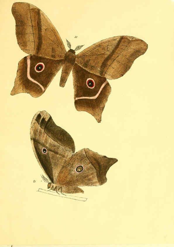 Reproducción/Reproduction 5981252304: Beiträge zur Schmetterlingskunde Elberfeld :[s.n.],1872