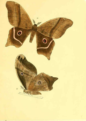 Reproducción/Reproduction 5981252304: Beiträge zur Schmetterlingskunde Elberfeld :[s.n.],1872