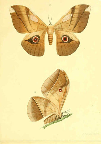 Reproducción/Reproduction 5981252446: Beiträge zur Schmetterlingskunde Elberfeld :[s.n.],1872