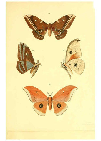 Reproducción/Reproduction 5981252578: Beiträge zur Schmetterlingskunde Elberfeld :[s.n.],1872