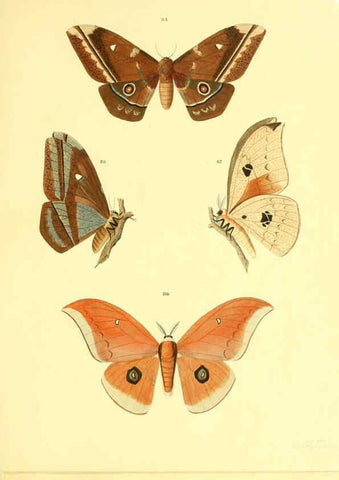 Reproducción/Reproduction 5981252578: Beiträge zur Schmetterlingskunde Elberfeld :[s.n.],1872