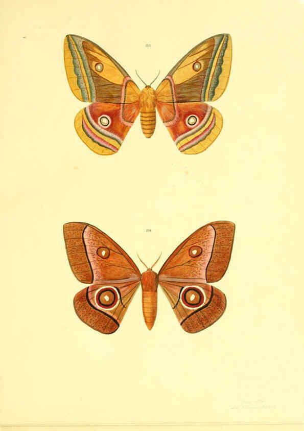 Reproducción/Reproduction 5980694359: Beiträge zur Schmetterlingskunde Elberfeld :[s.n.],1872