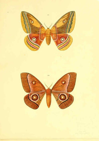 Reproducción/Reproduction 5980694359: Beiträge zur Schmetterlingskunde Elberfeld :[s.n.],1872