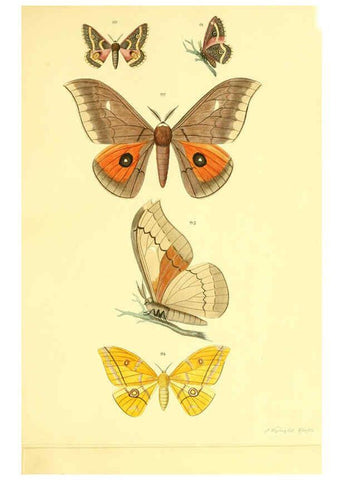 Reproducción/Reproduction 5981252838: Beiträge zur Schmetterlingskunde Elberfeld :[s.n.],1872